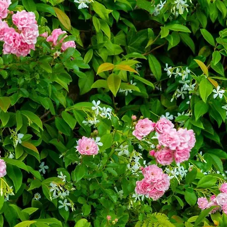 Arraigorri * Hernani