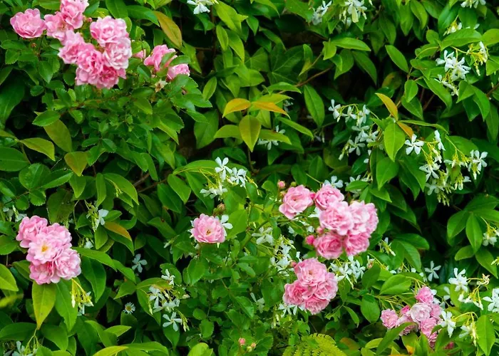 Arraigorri * Hernani